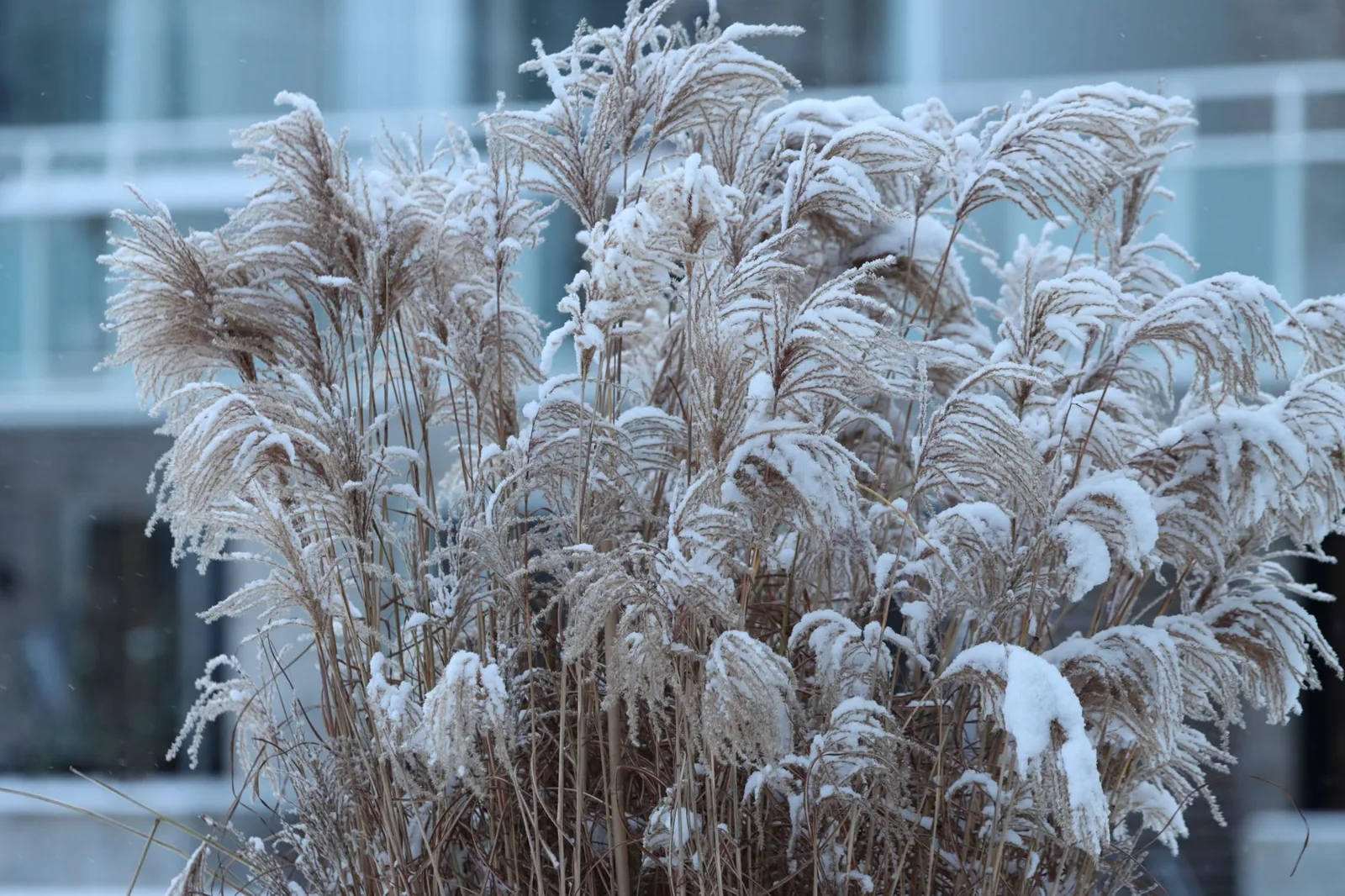 Miscanthus : inconvénients à connaître avant de planter
