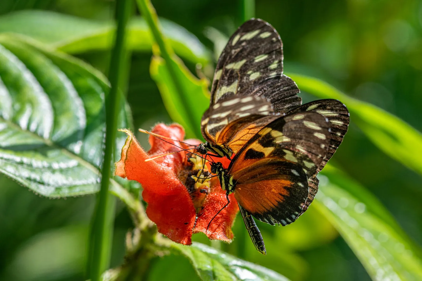 Papillon orange et noir : signification et espèces