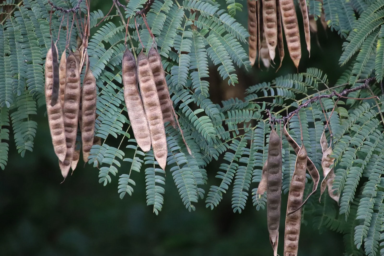 Gousses de l’arbre de Judée : que faire et conseils