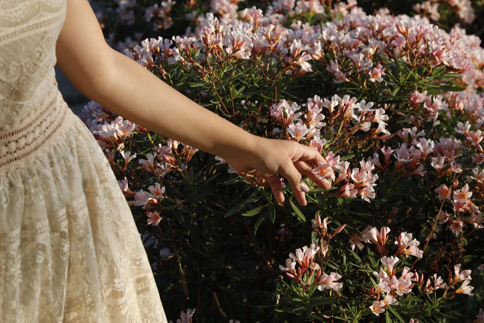 Racines du laurier rose : profondeur, risques et plantation