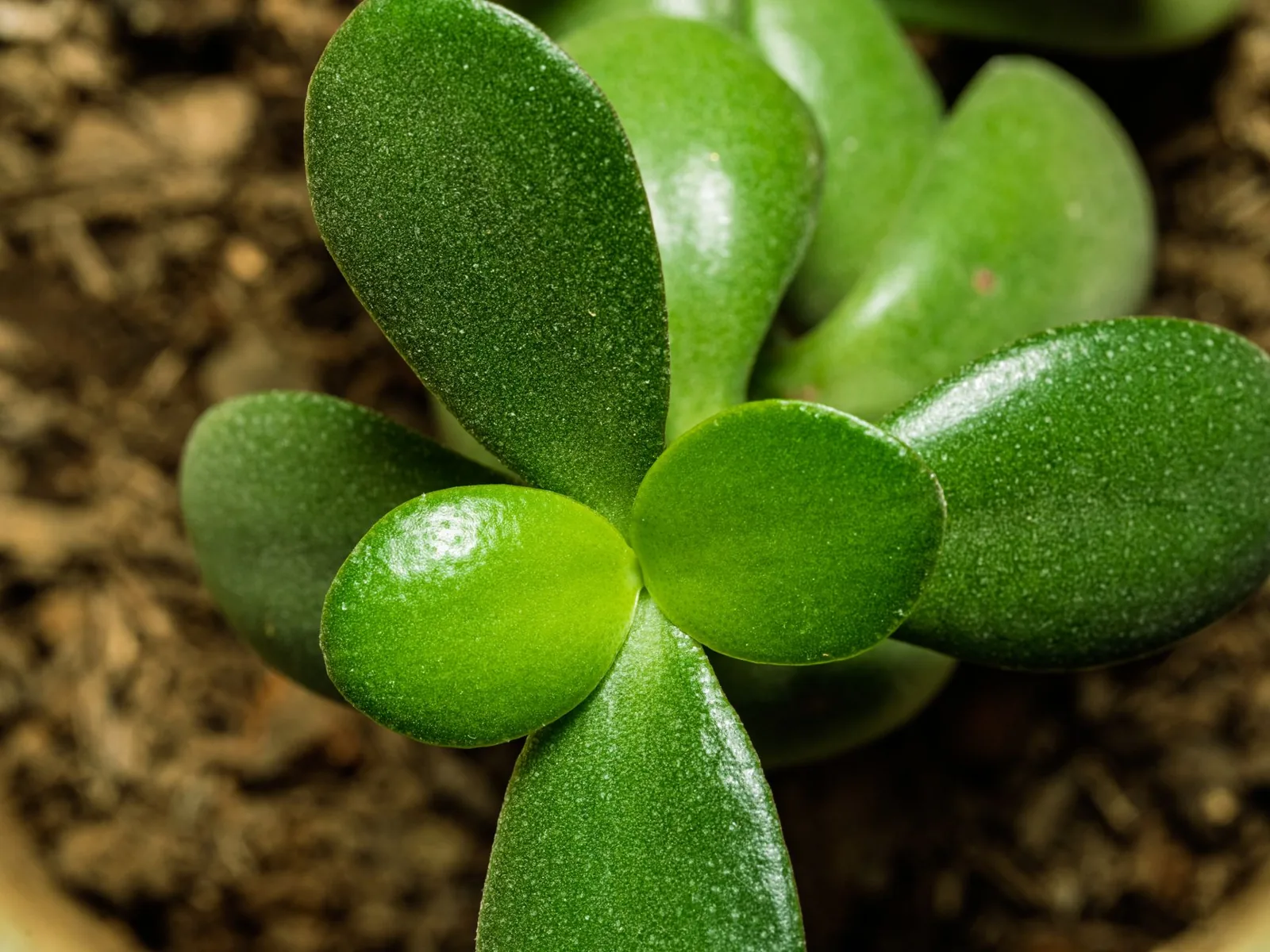 Arbre de jade : signification et entretien