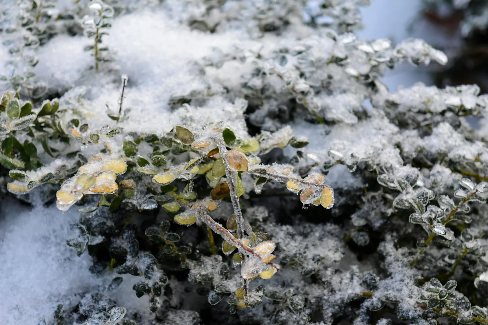 Laisser les betteraves rouges en terre l’hiver : le guide