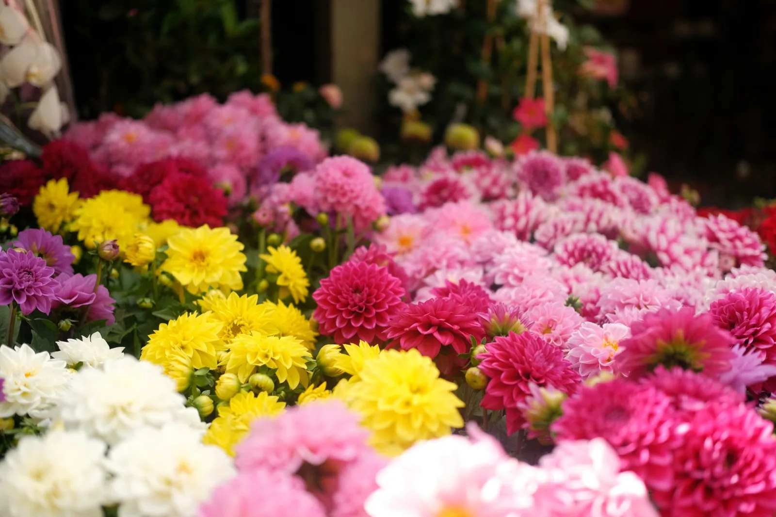 Reconnaître une fleur : méthodes simples pour l’identifier